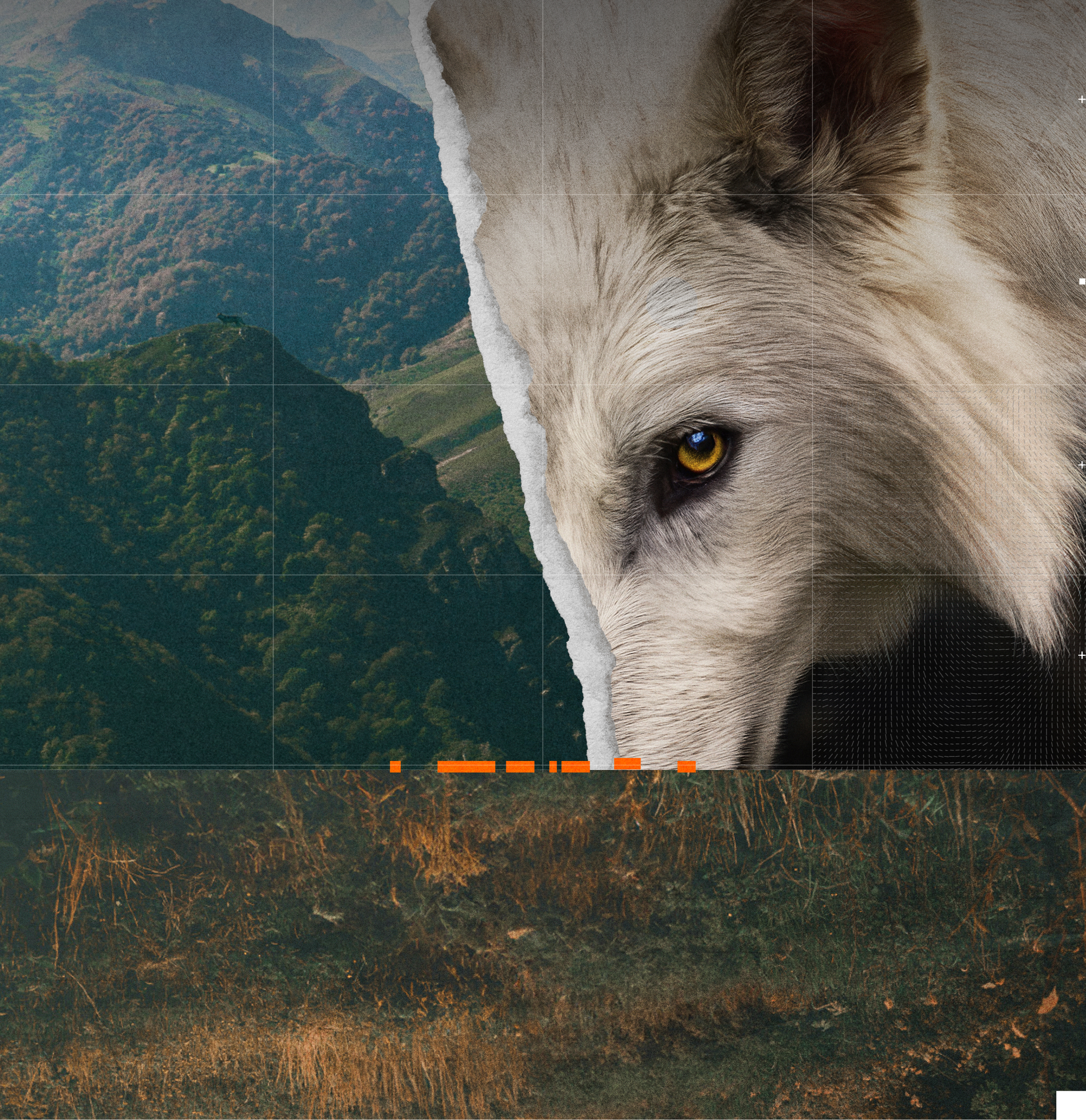 Collage von Colossal Biosciences mit dem Kopf eines weissen Wolfs.