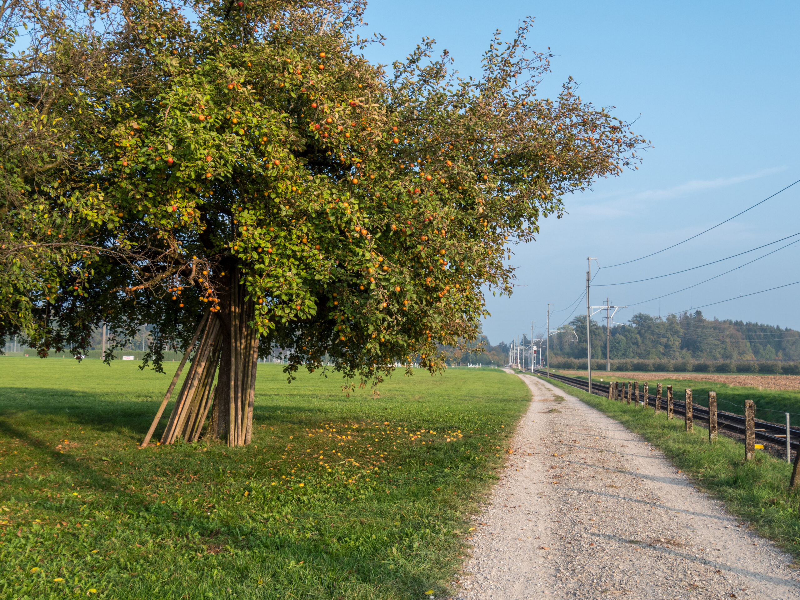 Apfelbaum-bei-Berg-TG-2018.jpg Apfelbaum im Thurgau bei Berg TG