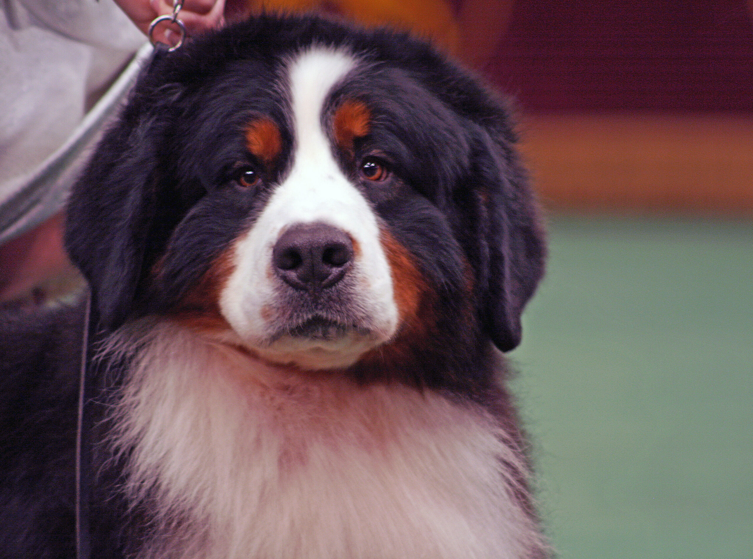 Bernese-Mountain-Dog-3346689641.jpg Berner Sennenhund