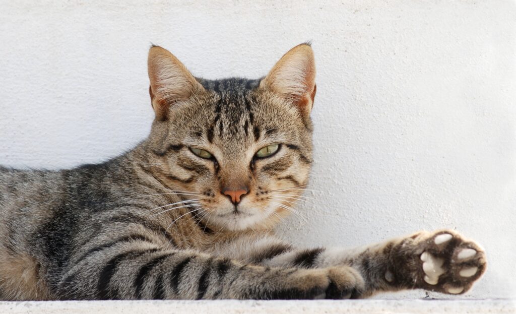 Getigerter Kater