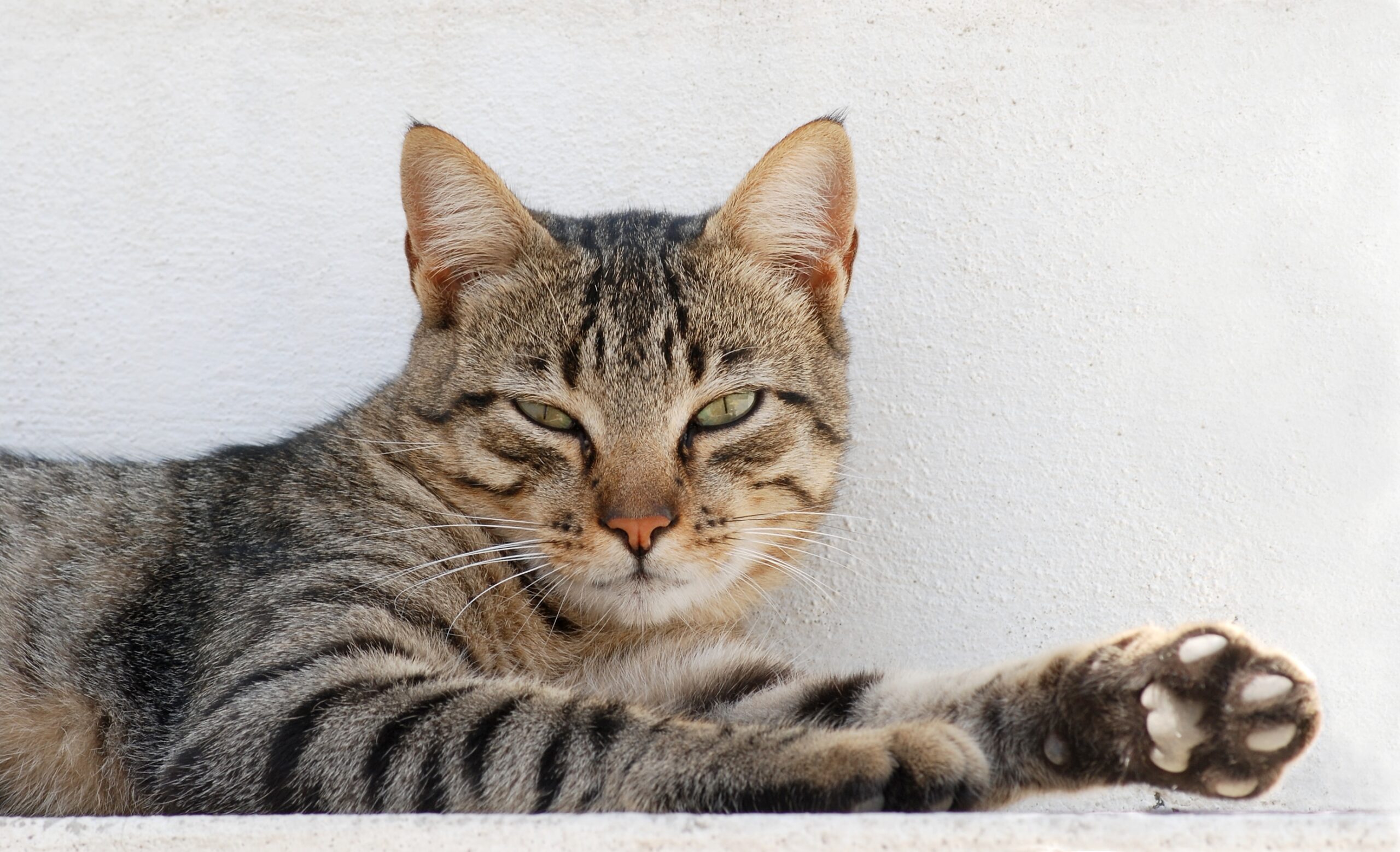 Cat-August-2010-3.jpg Getigerter Kater