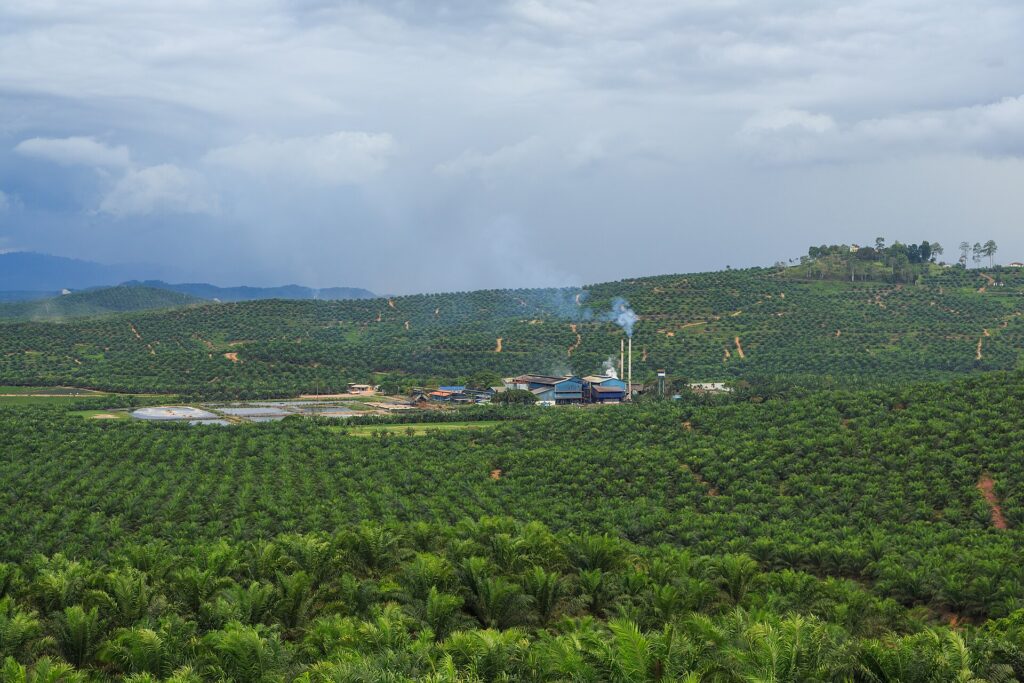 Ölpalmenplantage und Ölmühle Baturong des Konzerns IOI im malaysischen Bundesstaat Sabah