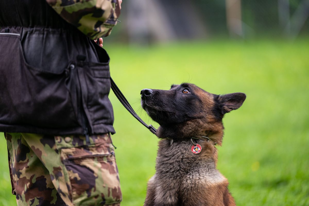 Ein junger Diensthund der Schweizer Armee schaut an der Leine zu seinem Hundeführer hoch.